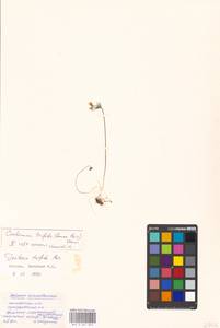 Cardamine trifida (Lam. ex Poir.) B.M.G. Jones, Eastern Europe, Moscow region (E4a) (Russia)