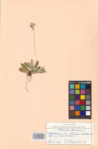 Primula farinosa L., Eastern Europe, North-Western region (E2) (Russia)