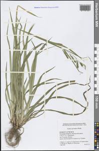 Carex sylvatica Huds., Eastern Europe, Central region (E4) (Russia)