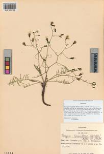 Crepidiastrum tenuifolium (Willd.) Sennikov, Siberia, Altai & Sayany Mountains (S2) (Russia)