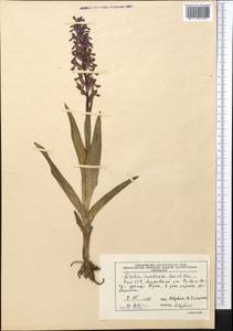 Dactylorhiza incarnata subsp. cilicica (Klinge) H.Sund., Middle Asia, Northern & Central Tian Shan (M4) (Kyrgyzstan)