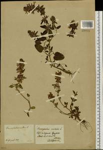 Dracocephalum nutans L., Siberia, Central Siberia (S3) (Russia)