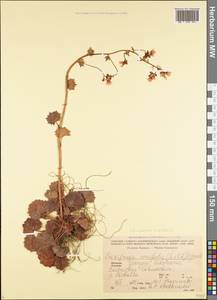 Saxifraga rotundifolia subsp. rotundifolia, Caucasus, Georgia (K4) (Georgia)
