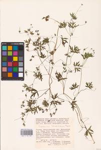 Geranium schrenkianum Trautv., Eastern Europe, Lower Volga region (E9) (Russia)