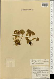 Prometheum pilosum (M. Bieb.) H. Ohba, Caucasus, Armenia (K5) (Armenia)