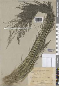Eragrostis minor Host, Siberia, Russian Far East (S6) (Russia)