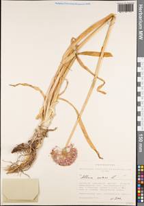 Allium nutans L., Siberia, Western Siberia (S1) (Russia)