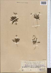 Erodium cicutarium (L.) L'Hér., Middle Asia, Northern & Central Tian Shan (M4) (Kazakhstan)