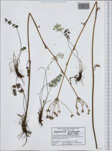 Gasparinia peucedanoides (M. Bieb.) Thell., Western Europe (EUR) (North Macedonia)