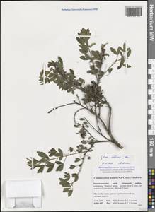 Chamaecytisus triflorus subsp. triflorus, Caucasus, Krasnodar Krai & Adygea (K1a) (Russia)