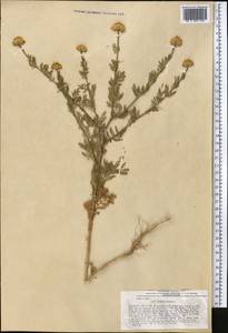 Cota altissima (L.) Gay, Middle Asia, Pamir & Pamiro-Alai (M2) (Uzbekistan)