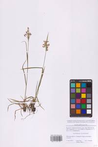 Luzula pallescens Sw., Eastern Europe, Moscow region (E4a) (Russia)