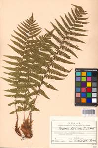 Dryopteris filix-mas (L.) Schott, Eastern Europe, Moscow region (E4a) (Russia)