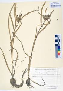 MAG 0003274, Sparganium glomeratum (Laest. ex Beurl.) Beurl., Siberia, Russian Far East (S6) (Russia)