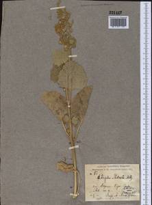 Atriplex moneta Bunge ex Boiss., Middle Asia, Karakum (M6) (Turkmenistan)