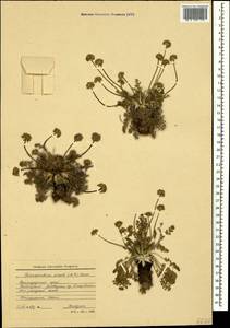 Chamaesciadium acaule (M. Bieb.) Boiss., Caucasus, Krasnodar Krai & Adygea (K1a) (Russia)