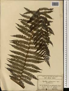 Cyathea contaminans (Wall. ex Hook.) Copel., South Asia, South Asia (Asia outside ex-Soviet states and Mongolia) (ASIA) (Vietnam)