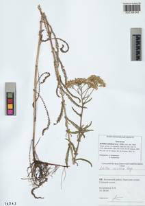 Achillea asiatica Serg., Siberia, Altai & Sayany Mountains (S2) (Russia)