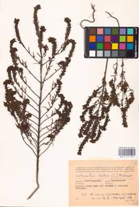 MHA 0 161 858, Odontites luteus (L.) Clairv., Eastern Europe, Lower Volga region (E9) (Russia)