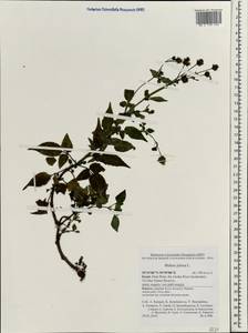 Bidens pilosa L., South Asia, South Asia (Asia outside ex-Soviet states and Mongolia) (ASIA) (Israel)