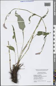 Bistorta officinalis subsp. officinalis, Eastern Europe, Central region (E4) (Russia)