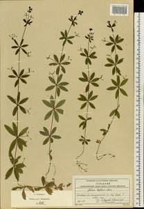 Galium triflorum Michx., Eastern Europe, Moscow region (E4a) (Russia)