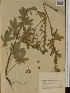Potentilla recta subsp. laciniosa (Kit. ex Nestler) Nyman, Western Europe (EUR) (Italy)