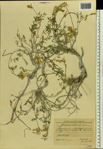 Astragalus albicaulis DC., Eastern Europe, North Ukrainian region (E11) (Ukraine)