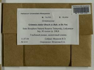 Grimmia elatior Bruch ex Bals.-Criv. & De Not., Bryophytes, Bryophytes - Krasnoyarsk Krai, Tyva & Khakassia (B17) (Russia)