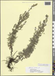 Artemisia pontica L., Eastern Europe, Central forest-and-steppe region (E6) (Russia)