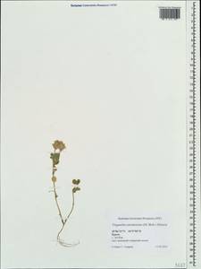 Trigonella coerulescens (M.Bieb.)Halacsy, Crimea (KRYM) (Russia)