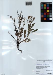 Sibbaldianthe bifurca subsp. bifurca, Siberia, Altai & Sayany Mountains (S2) (Russia)