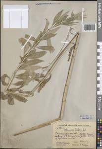 Adenophora liliifolia (L.) A.DC., Eastern Europe, Lower Volga region (E9) (Russia)
