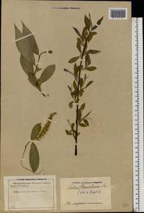 Salix silesiaca Willd., Eastern Europe, Latvia (E2b) (Latvia)