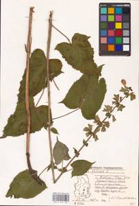 MHA 0 156 148, Salvia glutinosa L., Eastern Europe, Middle Volga region (E8) (Russia)