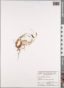 Carex bigelowii subsp. arctisibirica (Jurtzev) Á.Löve & D.Löve, Siberia, Central Siberia (S3) (Russia)