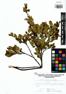 Betula fruticosa Pall., Siberia, Baikal & Transbaikal region (S4) (Russia)