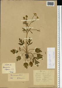 Ranunculus oxyspermus Willd., Eastern Europe, Lower Volga region (E9) (Russia)