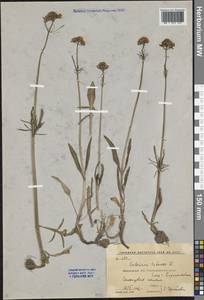 Valeriana tuberosa L., Eastern Europe, Central forest-and-steppe region (E6) (Russia)