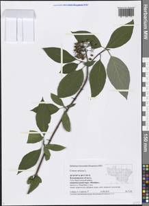 Cornus sericea L., Eastern Europe, Central region (E4) (Russia)