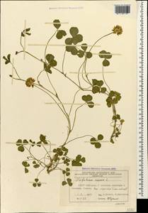 Trifolium repens L., Caucasus, Azerbaijan (K6) (Azerbaijan)