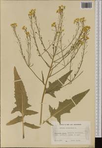 Bunias orientalis L., Western Europe (EUR) (Finland)