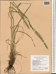 Hordeum bulbosum L., South Asia, South Asia (Asia outside ex-Soviet states and Mongolia) (ASIA) (Cyprus)