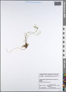 Arabidopsis septentrionalis (N. Busch) D. A. German, Siberia, Central Siberia (S3) (Russia)