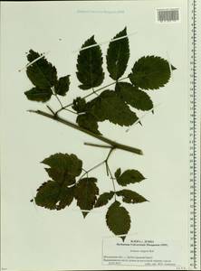 Aruncus dioicus var. kamtschaticus (Maxim.) Hara, Eastern Europe, Moscow region (E4a) (Russia)