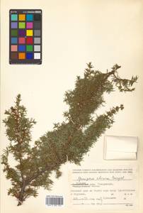 Juniperus communis var. saxatilis Pall., Siberia, Russian Far East (S6) (Russia)