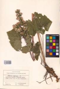 MHA 0 154 231, Phlomoides tuberosa (L.) Moench, Eastern Europe, Central region (E4) (Russia)