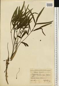 Falcaria vulgaris Bernh., Eastern Europe, South Ukrainian region (E12) (Ukraine)