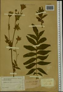 Serratula coronata L., Siberia (no precise locality) (S0) (Russia)