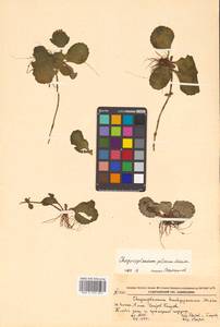 Chrysosplenium pilosum Maxim., Siberia, Russian Far East (S6) (Russia)